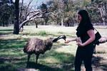 Emu beaks hurt, did you know that?