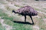 First emu sighting!