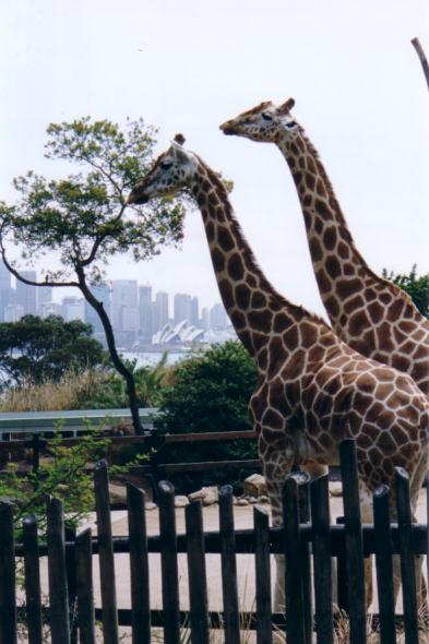 Giraffes and the opera house.  Excellent stuff.