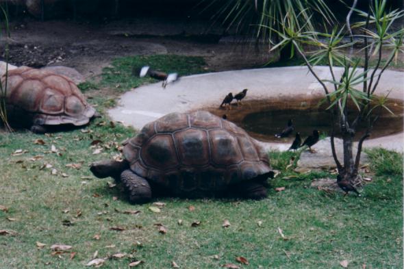 Little bird sitting on tortoise.  Wait, that was 2 seconds before I took the photo... note birdie blur..