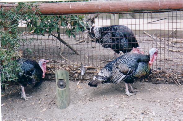 One turkey in the cage, two turkeys out.  I hope the odds are better in the lion exhibit.