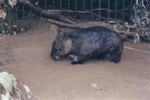 At the zoo!  My first wombat!  Hello Auntie Jules!