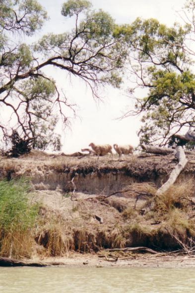 Sheep from the river.  If you read my shack journal, these sheep might have significance.  "sheep!"