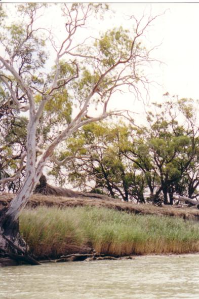 Trees, as seen from the river...