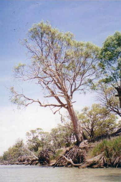 More trees from the river.  The scenery was amazing.