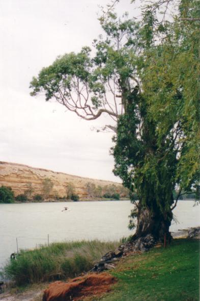 View of the Murray River from the front porch of the shack.  Check out the cliff.  