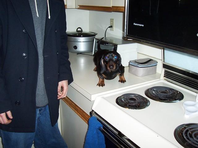 Dogs_010.jpg