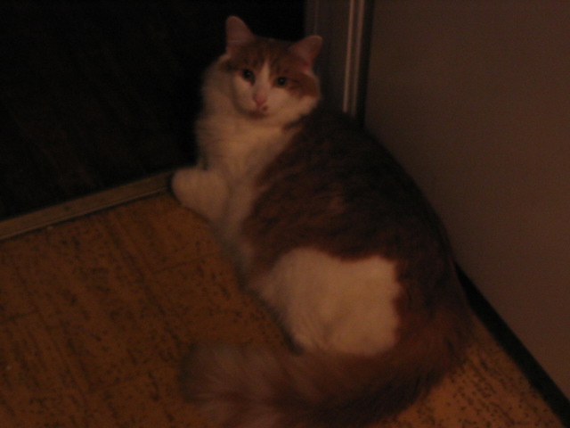 2006_1028BabyStetto.JPG