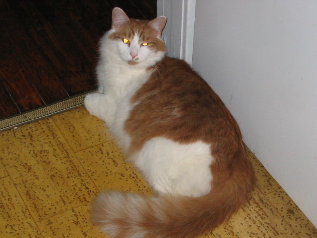 2006_1028STETTO.JPG