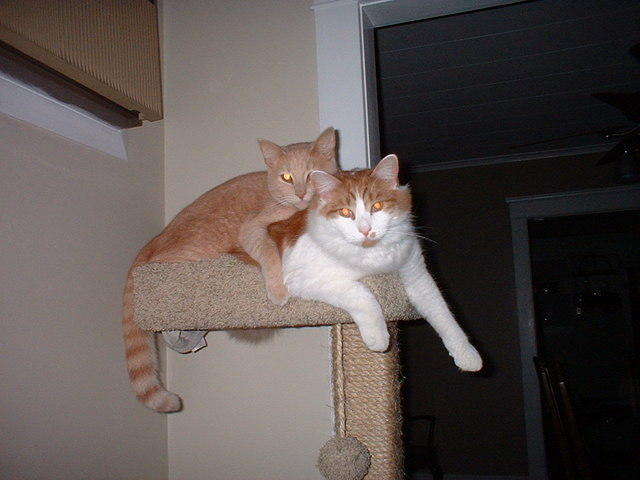 2006_1111MommysLittleQueers.JPG