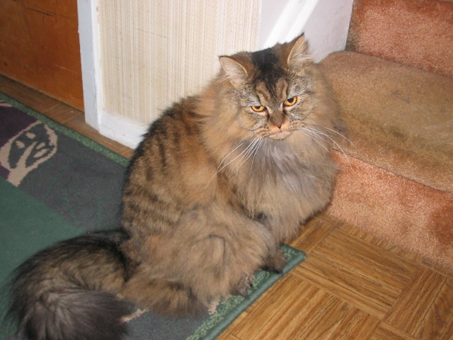 2006_1121GracieBeforeHaircut.JPG
