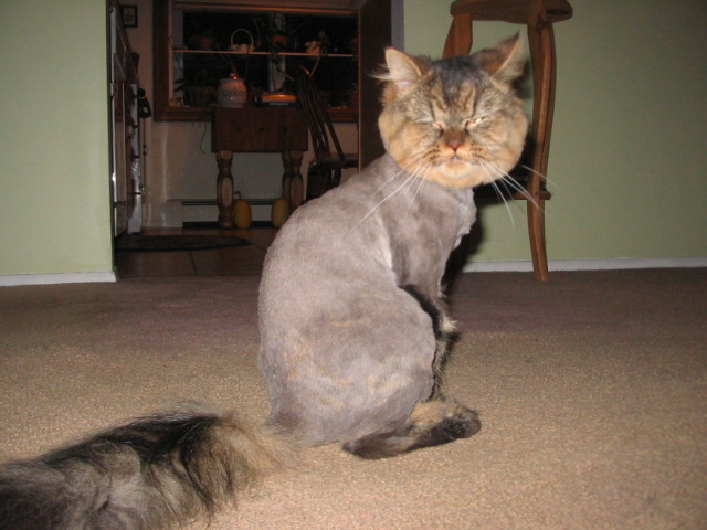 2006_1121PoorThing.JPG