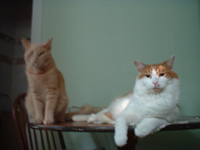 2006_0620_BlurryBoose.jpg