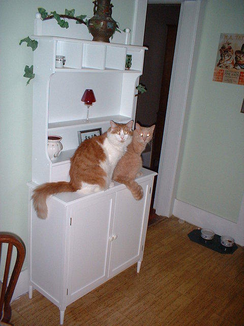 2006_0702BestBuddies.JPG