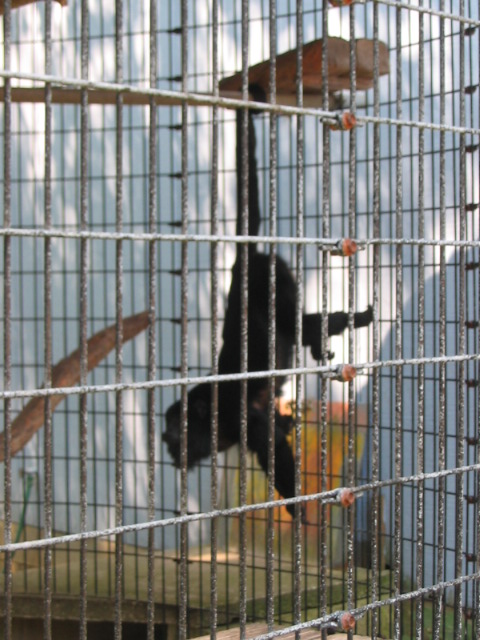 2006_0819HangingByHisTail.JPG