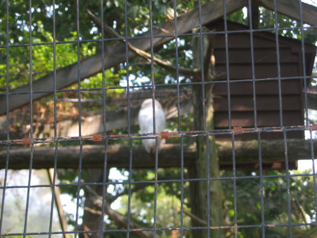 2006_0819Hedwig.JPG