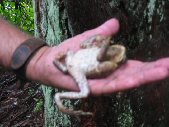 2006_0125_HePutTheFrogToSleep