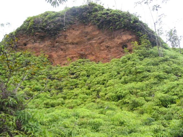 2006_0125_MountainsOfFerns