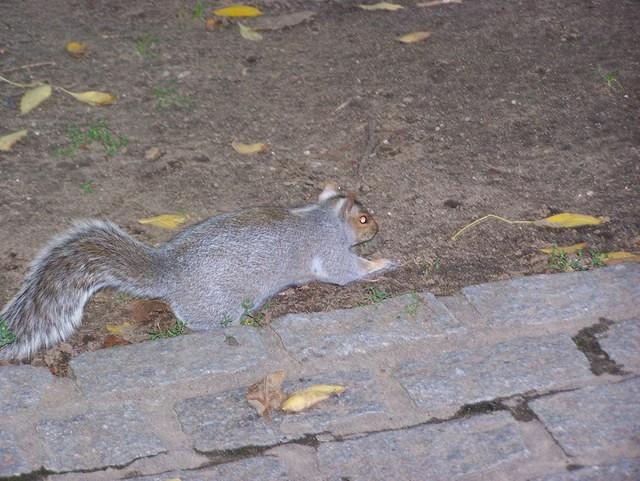 2007_1021CuteSquirrelsInThePark.JPG