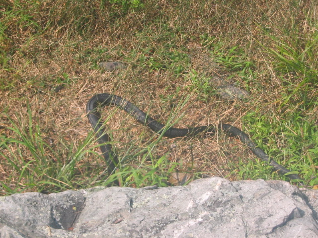 2007_0728BlackSnake