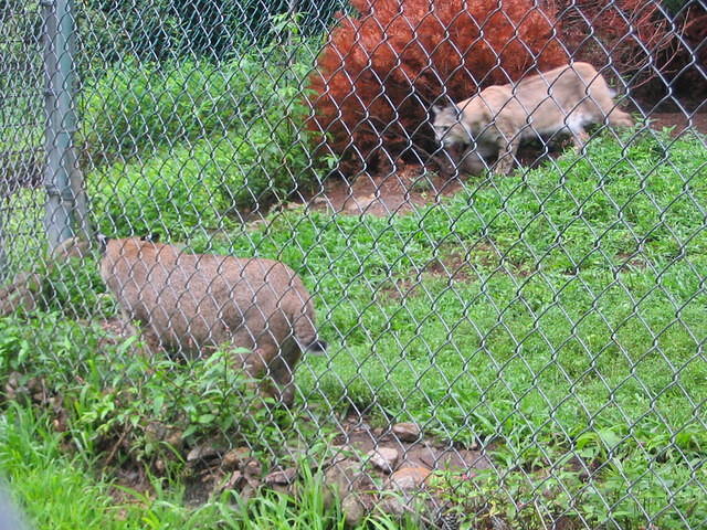 2007_0729Bobcats