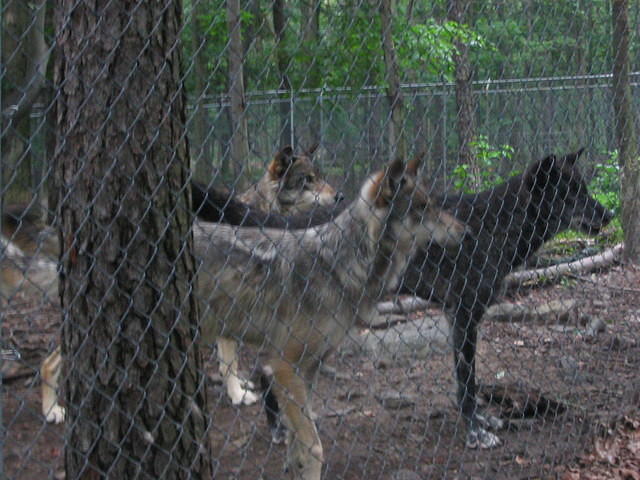 2007_0729CuteDoggies