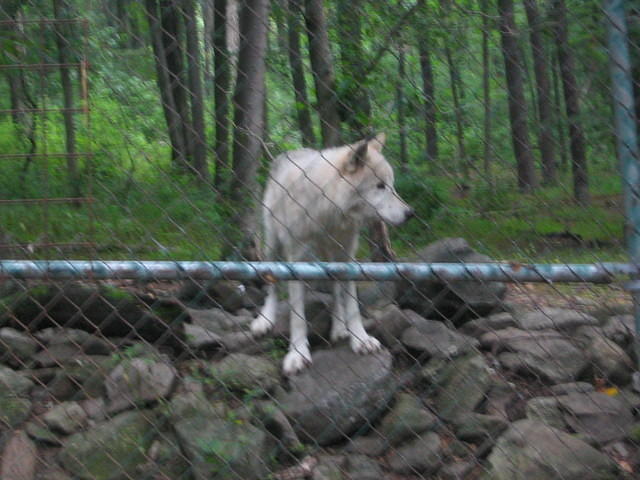 2007_0729TundraWolf