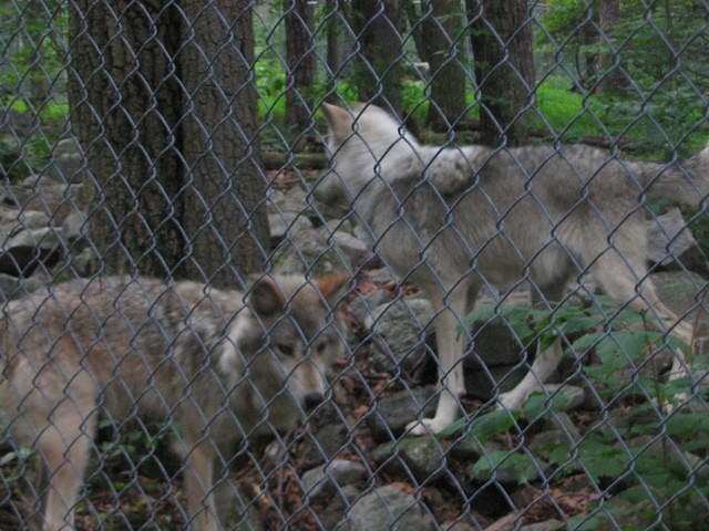 2007_0729Wolves