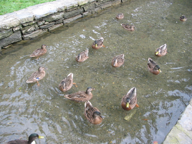 2007_0810Ducks.JPG