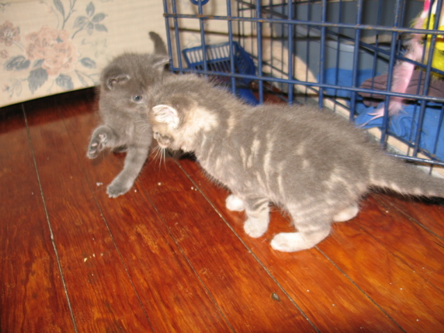 2008_0910ASnackInTheFaceByK.jpg