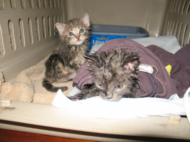 2008_0910FirstBath.jpg