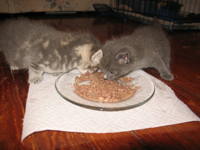 2008_0910FirstBigBoyMeal.jpg
