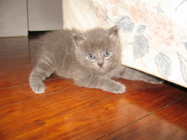 2008_0910KByCouch.jpg