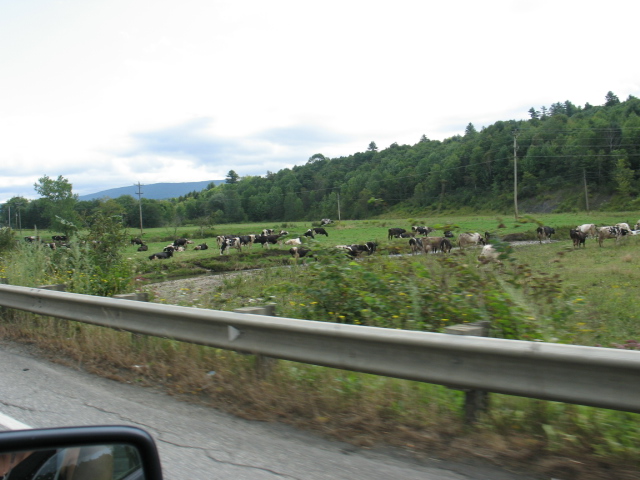 2008_0824Cows1.jpg