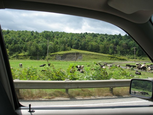 2008_0824Cows3.jpg