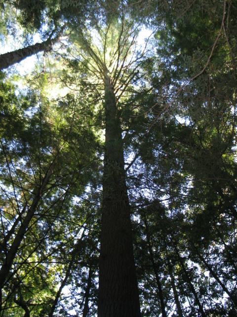 2008_0826AwesomeTreeShot.jpg