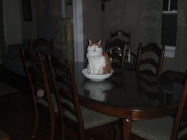 2009_0929StettoInABowl.JPG