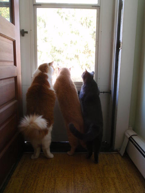 2009_1105AllThree.JPG