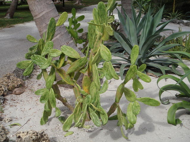 2009_1124HugePlant1.JPG