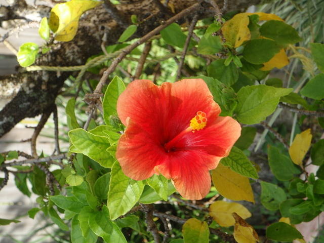 2009_1124RemindsMeOfHawaii.JPG