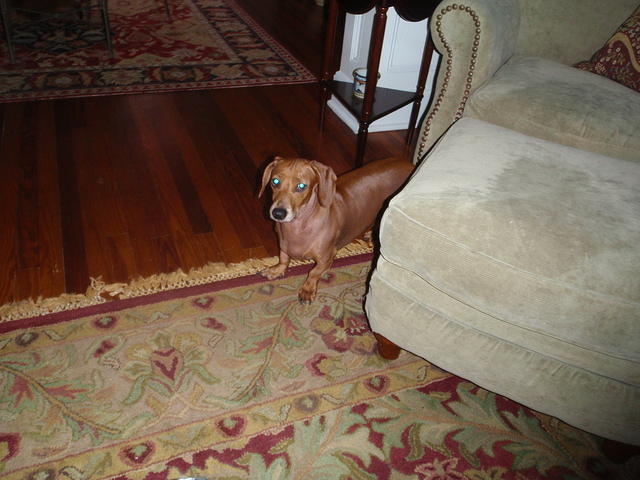 2009_1128Wennie1.JPG