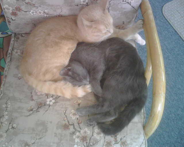 2009_0519AniAndKhensuSnuggle.jpg
