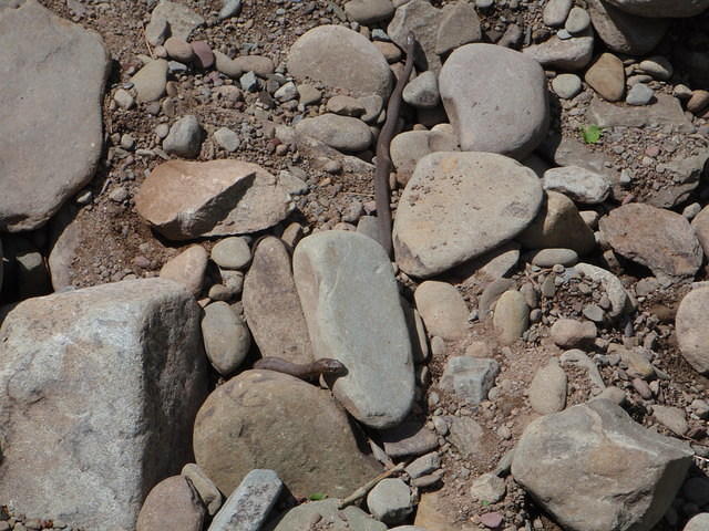 2009_0529Snakes.jpg