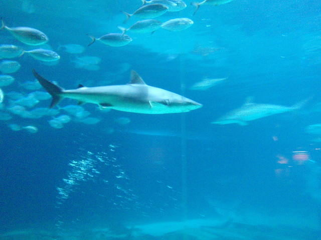 2009_0708Shark.JPG