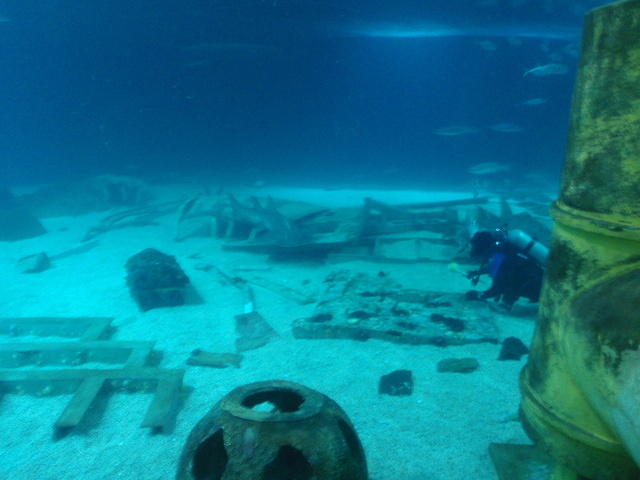 2009_0708SharkTank.JPG