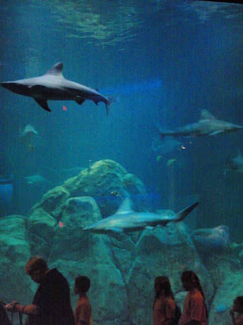 2009_0708SharkTank2.JPG