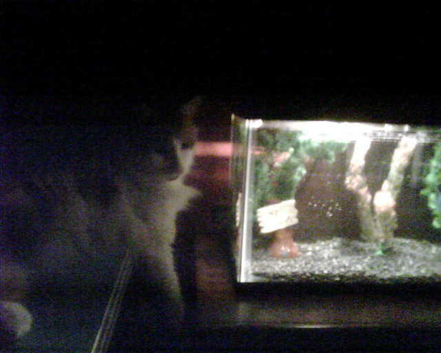 2009_0815StettosNewFriend.jpg