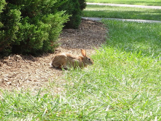 2009_0825RabbitAtTheTombOfASaint.JPG