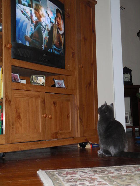 2009_0104HeActuallyWatchesTV.JPG