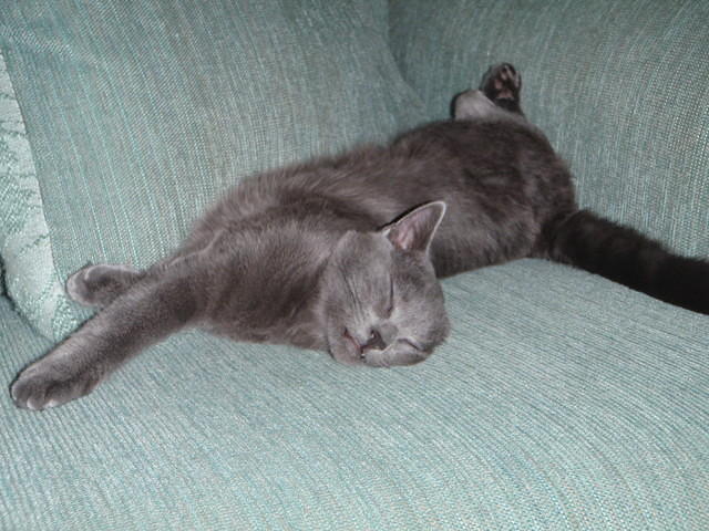 2009_0104KhensuSnoozer.JPG